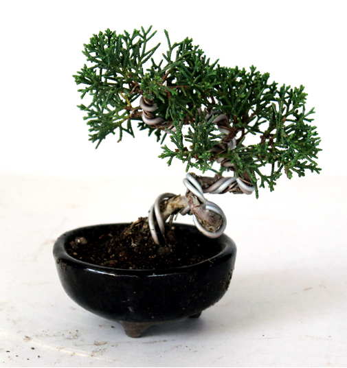 bonsai baum geschenk japanischer miniatur baum weihnachtsgeschenk