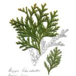 aomori hiba baum des lebens