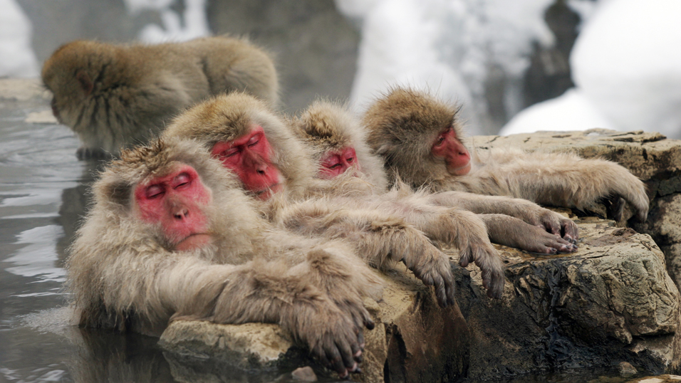 monkey hotspring japanese onsen Jigokudani Yaen Koen the Snow Monkey Park Nagano