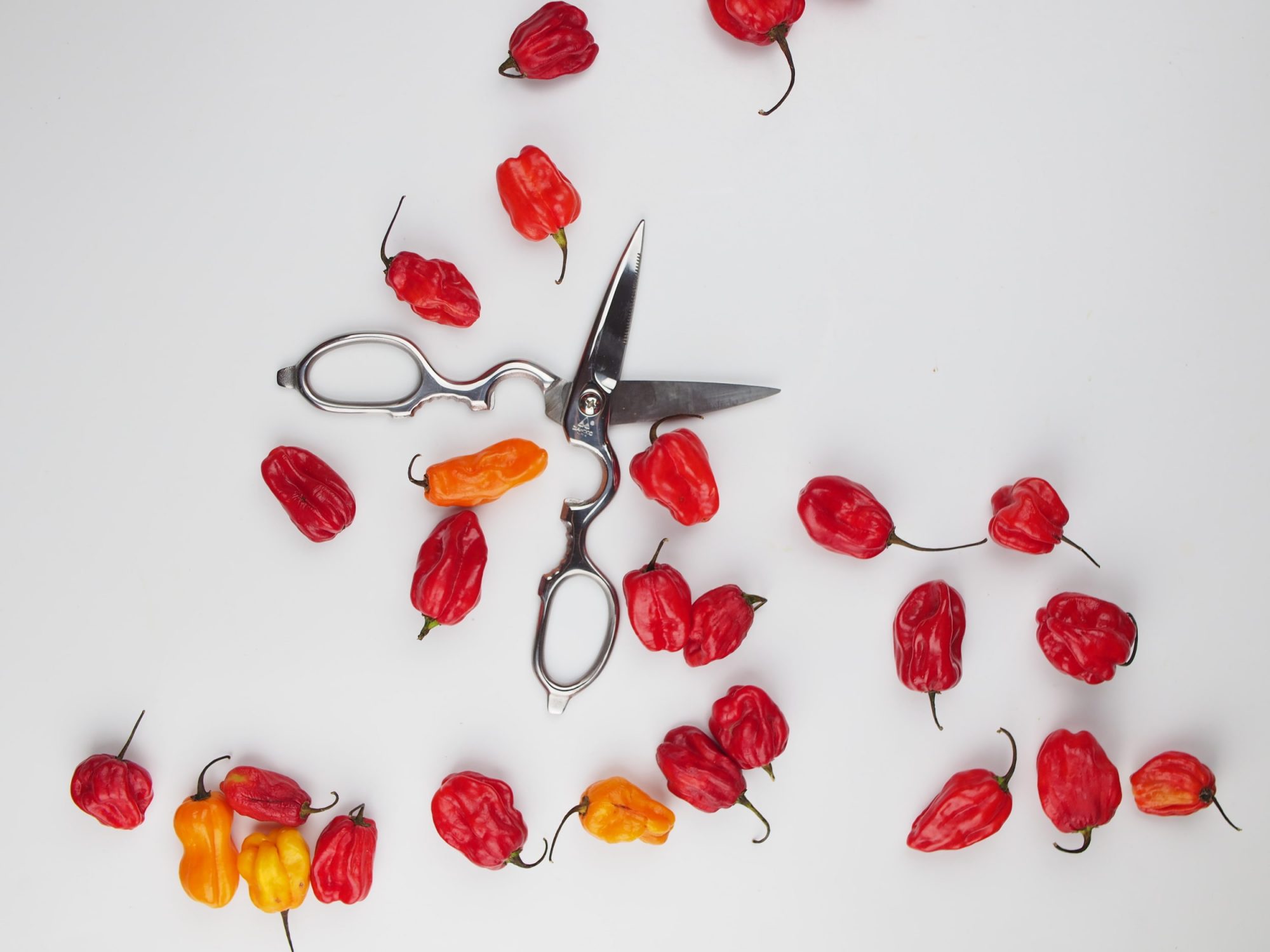 japanese kitchen scissors