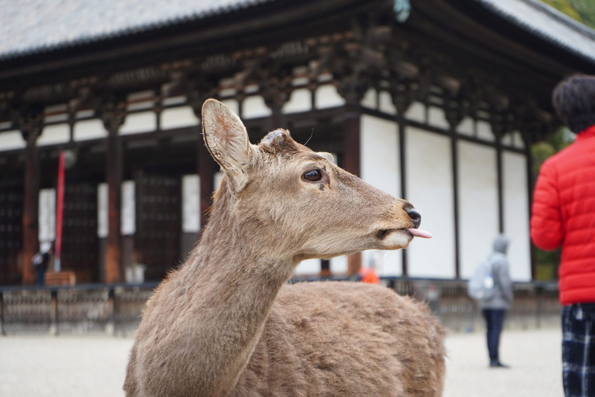 nara deers nara bowing deers