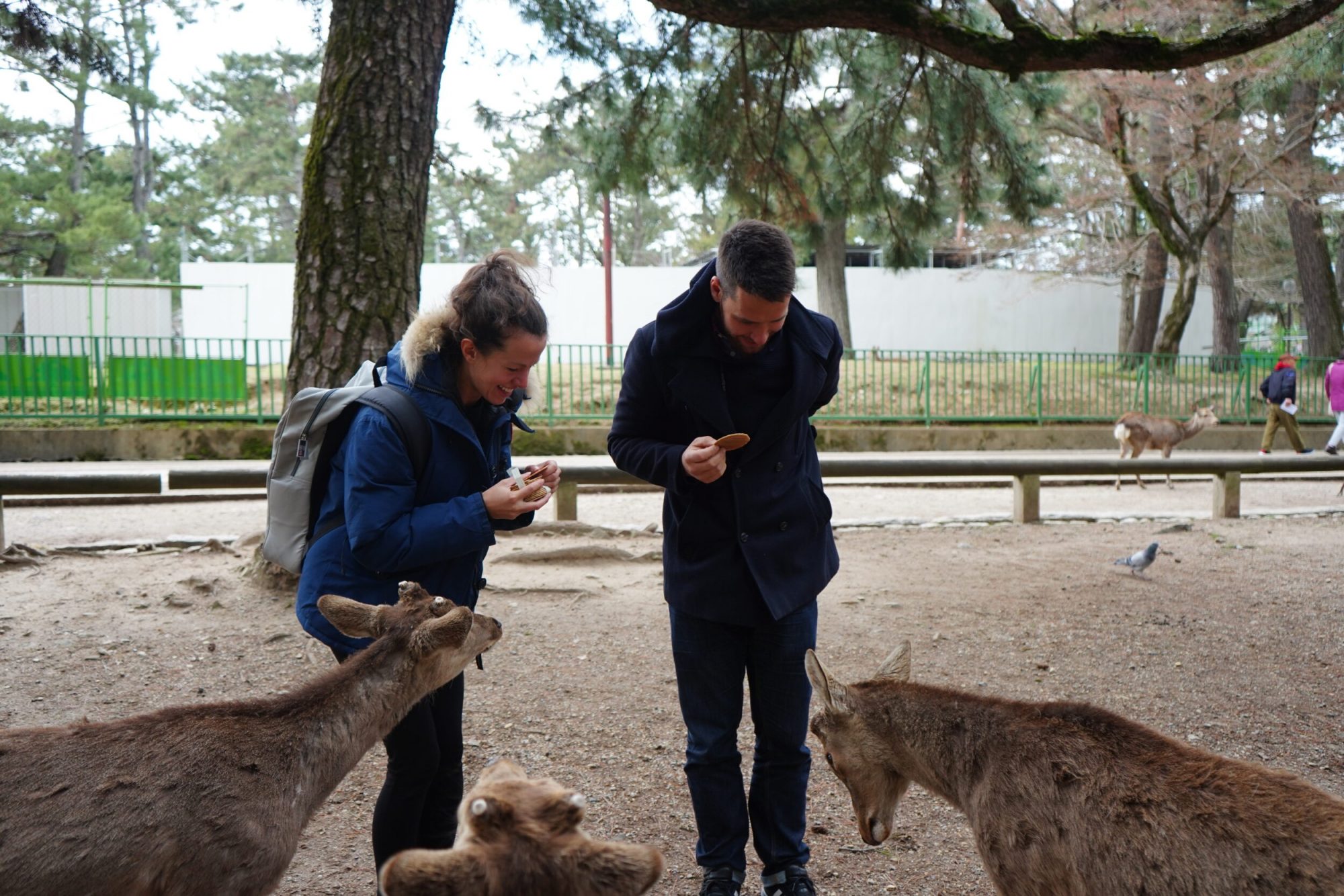 nara deers nara bowing deers nara park