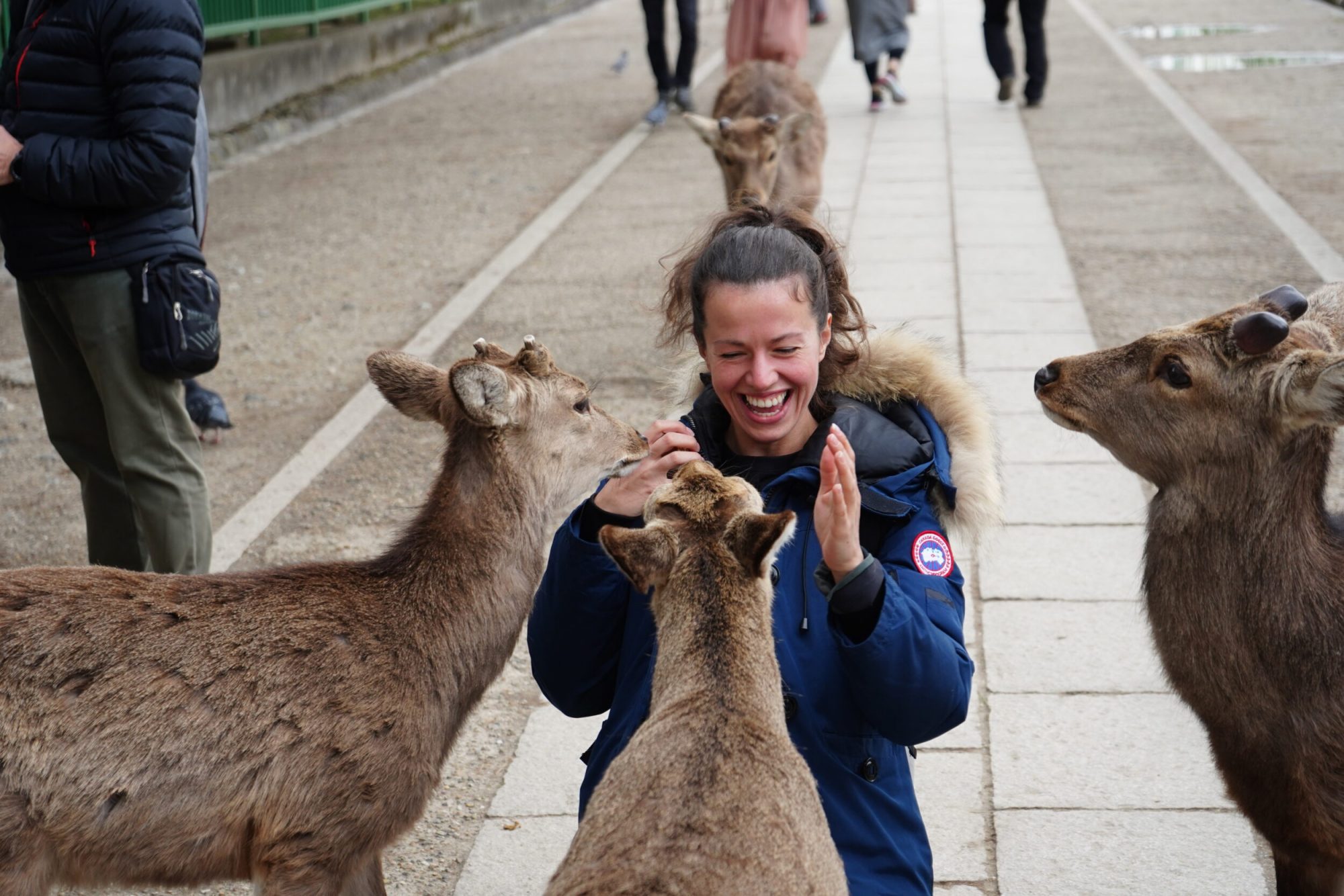 nara park deers nara bowing deers