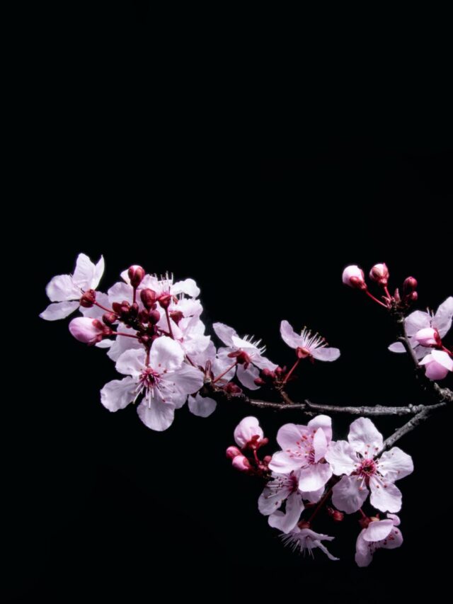 sakura cherry blossom