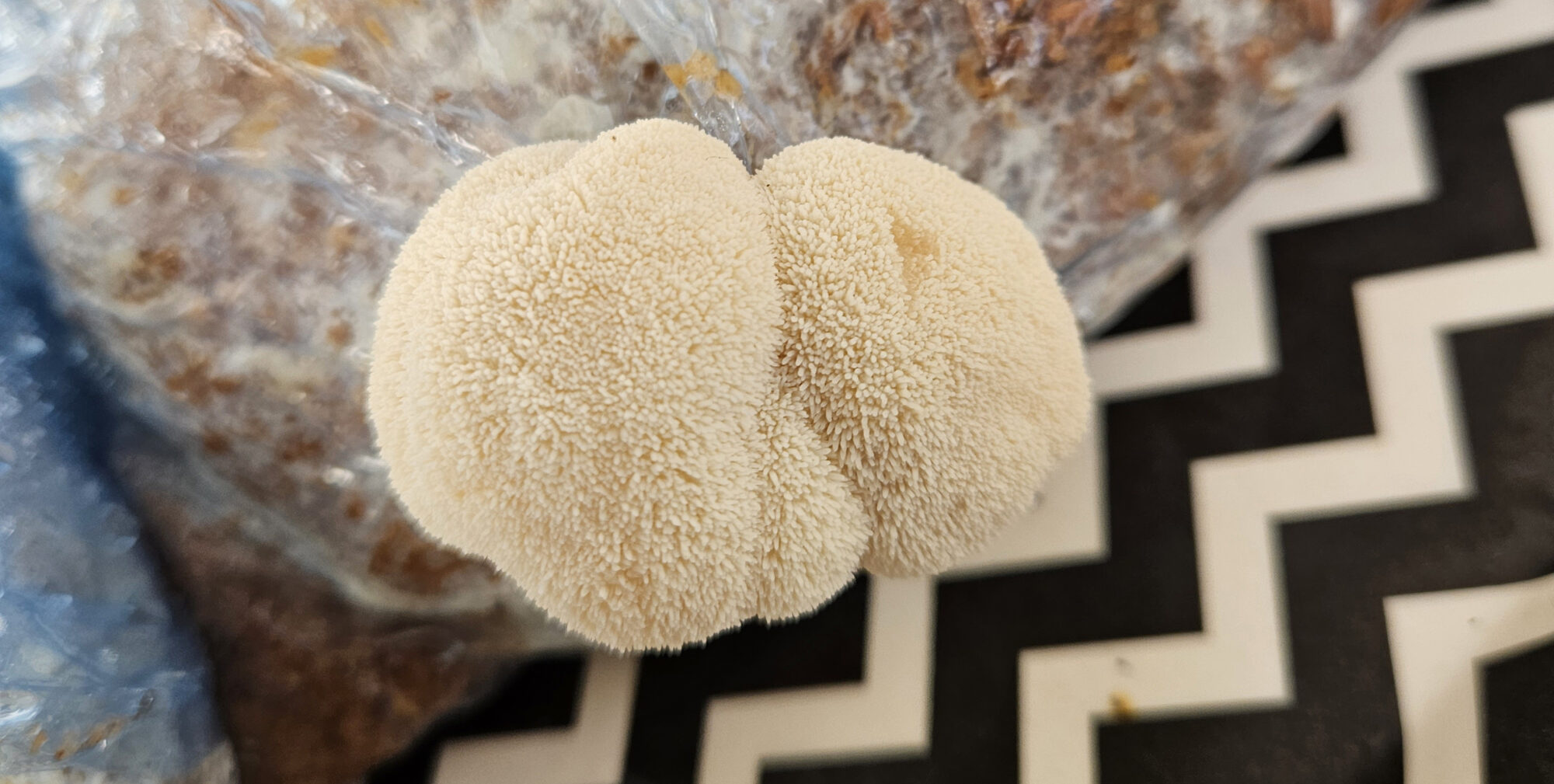 lions mane mushroom growing