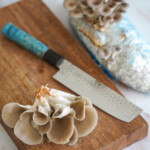 medicinal mushrooms growing japanese knife nakiri-6