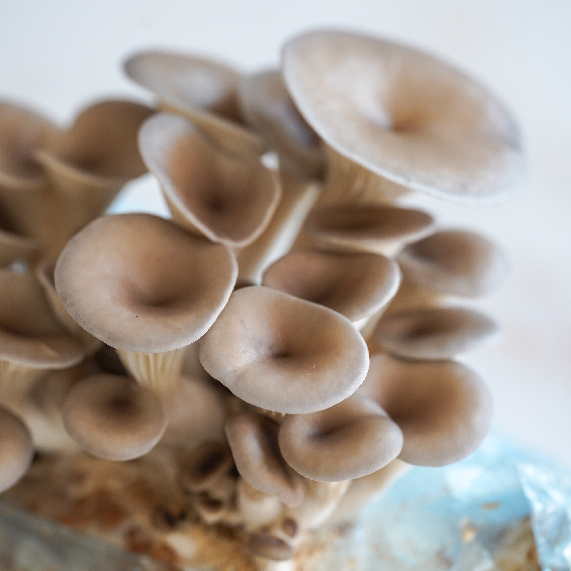 Blue Oyster mushrooms