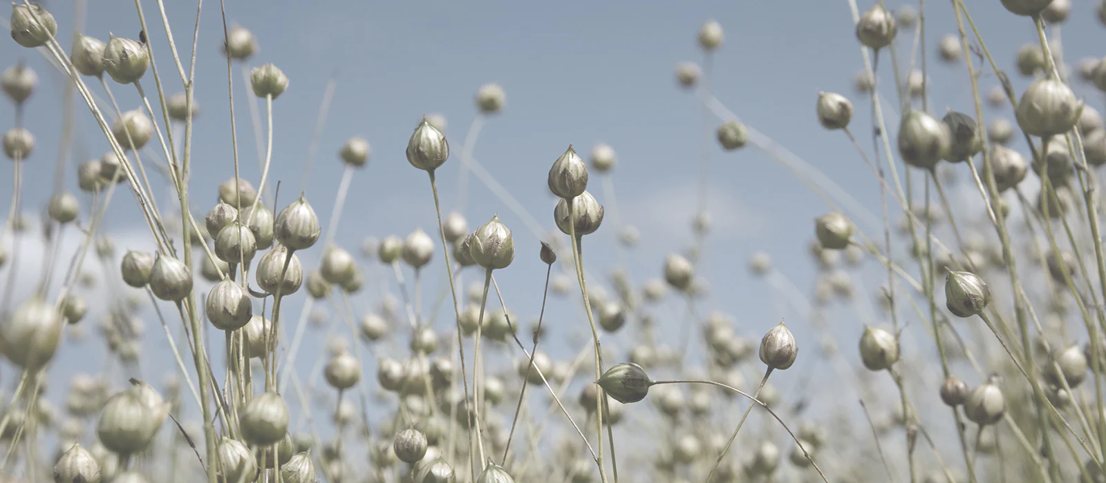 stonewashed linen flax premium
